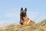 MALINOIS 088